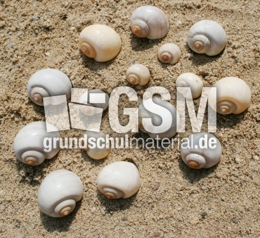 Schneckenhäuser-15.jpg